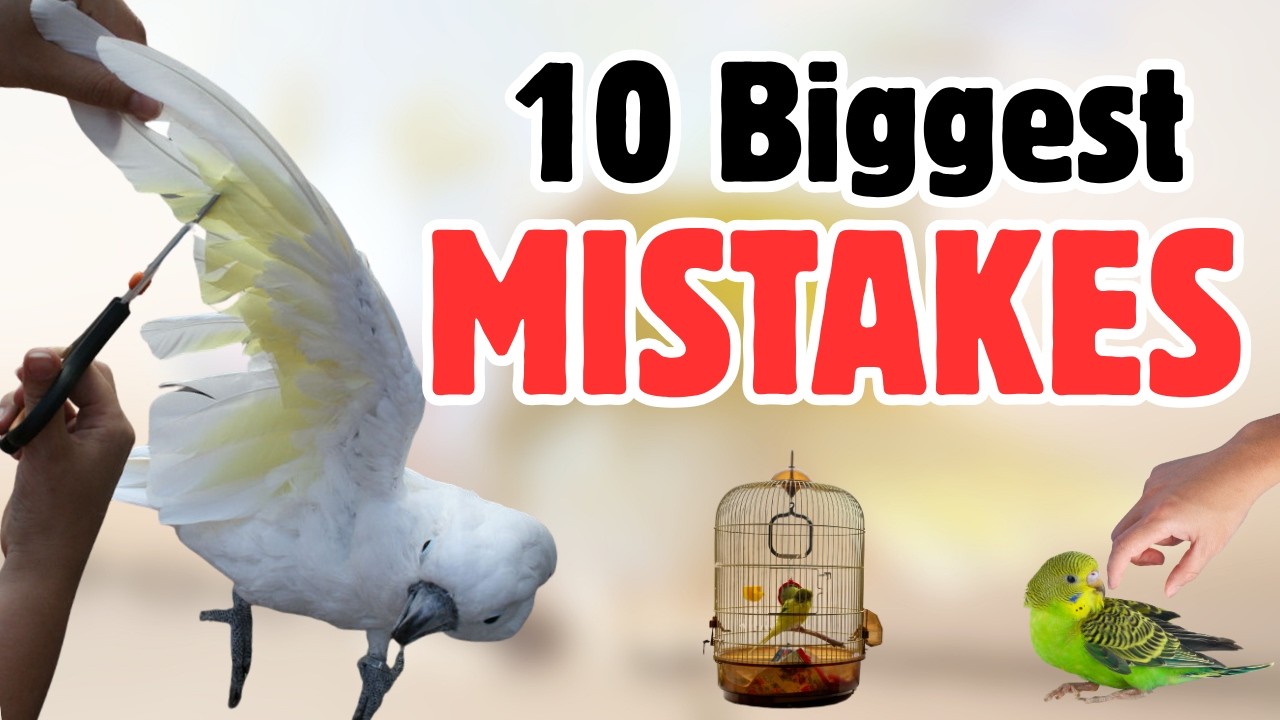 Are You Making These 10 Common Bird Care MISTAKES?