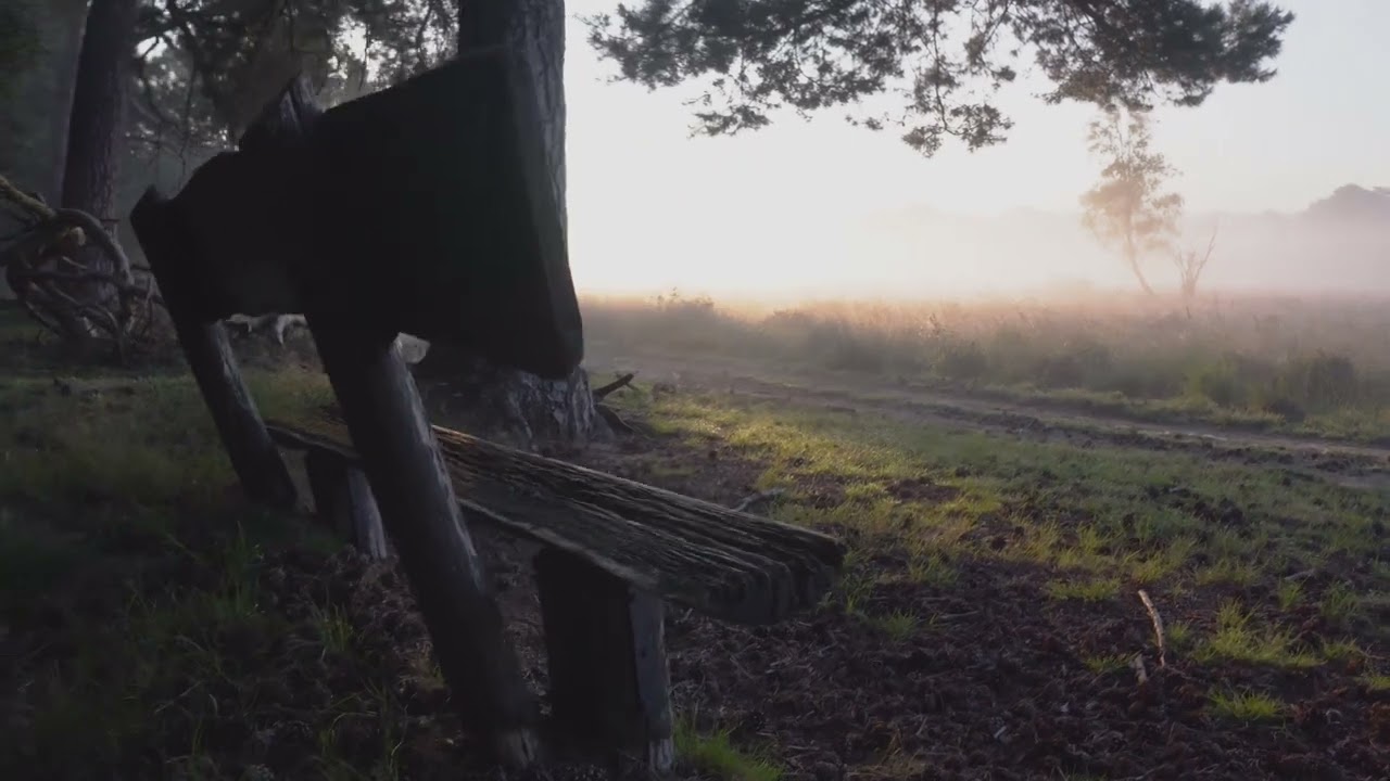 Relax Music [Morning in a Foggy Forest]
