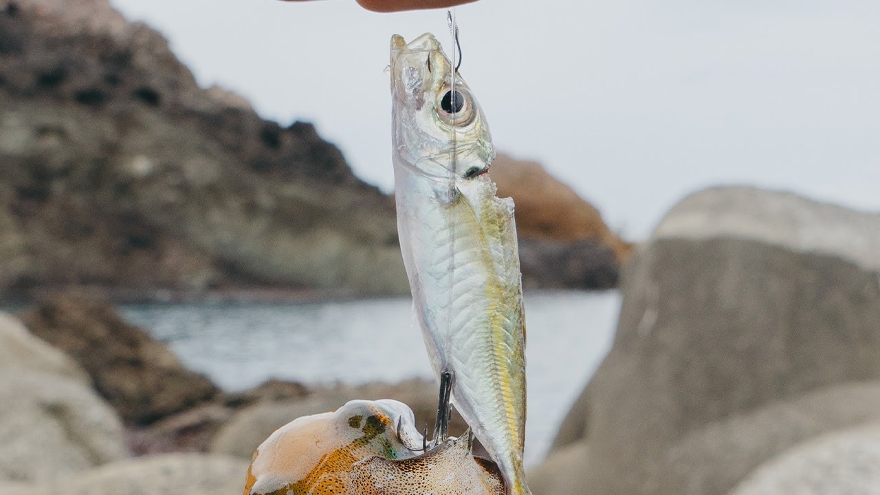 【超簡単】初心者がアオリイカを釣りたいなら絶対にウキ釣り