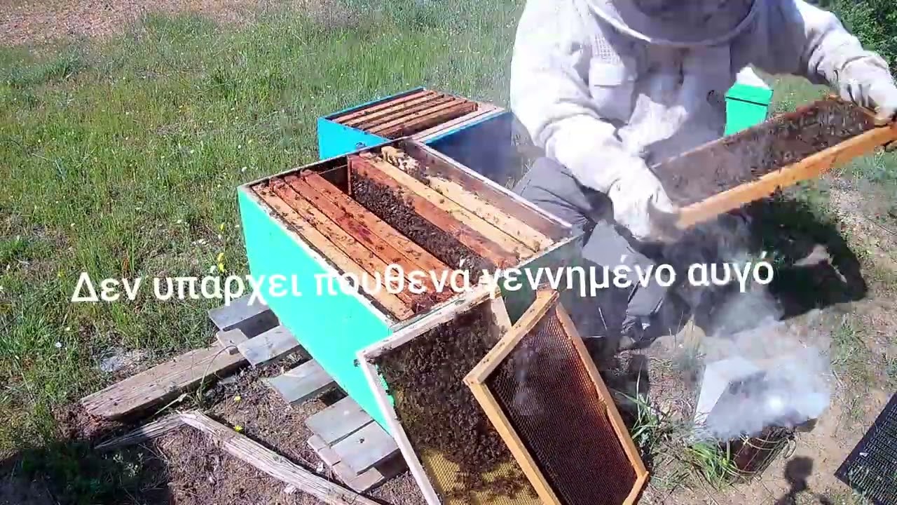 Έλεγχος και χειρισμός σε ορφανό διώροφο μελίσσι.