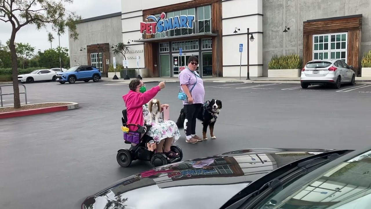 Service Dog Public Access Test PAT Psychiatric Service Dog Partners #servicedog #servicedogtraining