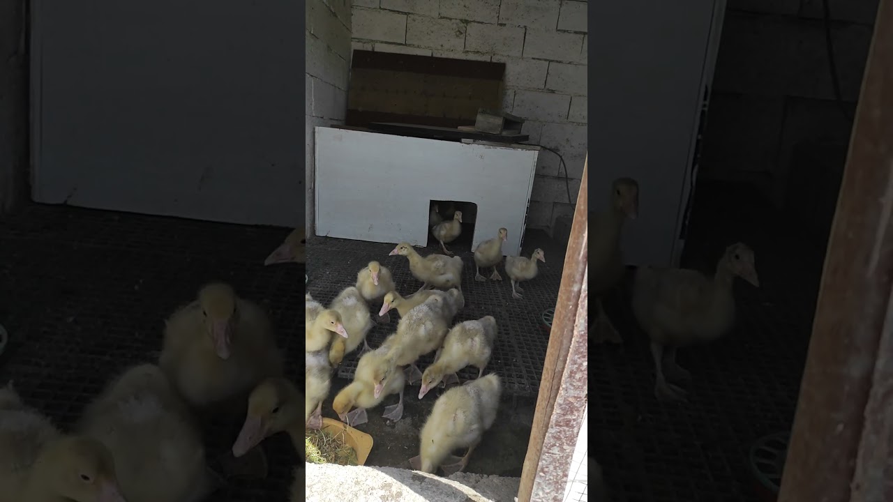 Kaz civcivlerimiz Kars yolcusu. Arpa hasılına bayildilar...