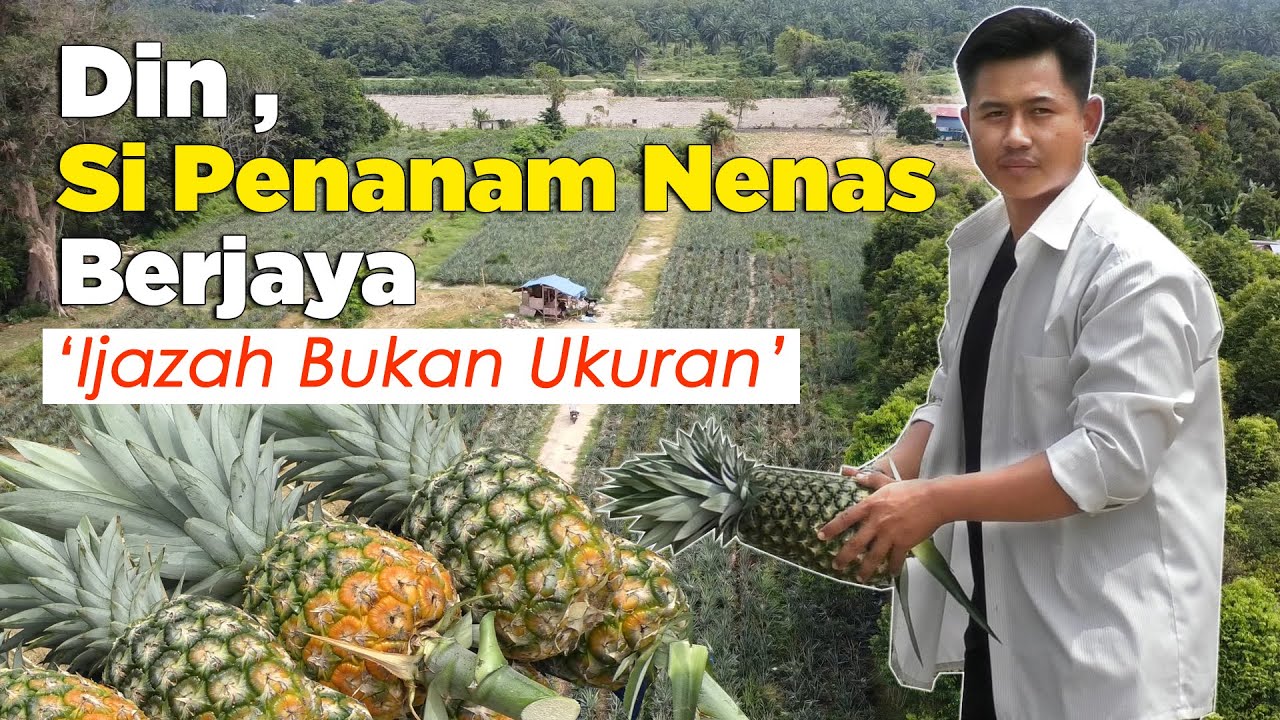 Din Penanam Nenas Berjaya Ijazah Bukan Ukuran