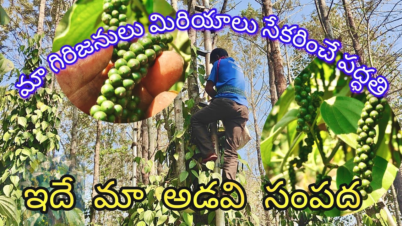 మా గిరిజనులు మిరియాలు సేకరించే పద్ధతి full video viral #vishakhalambasingiboy 