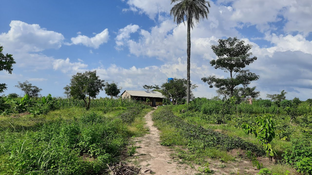 Visit to Family Farm at Gunjur 🇬🇲 | #gambiagarden | #africa