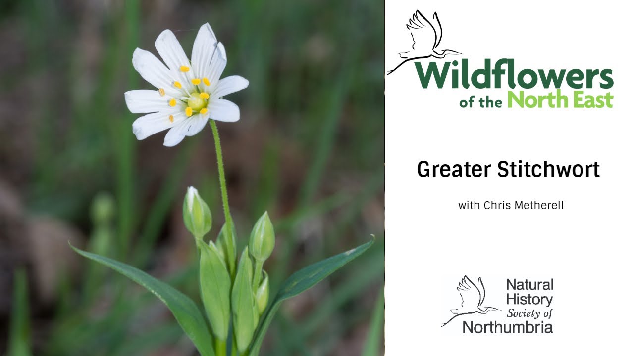 Greater Stitchwort