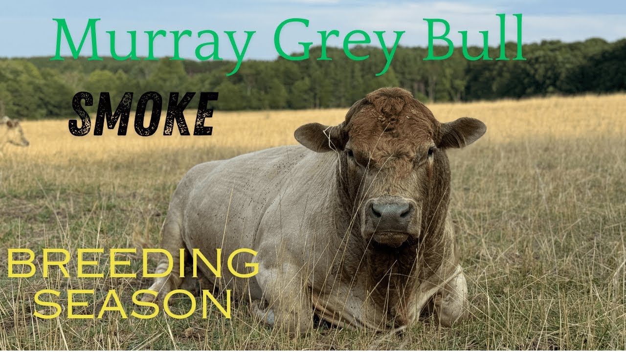 EP. 53 | July 2 | Murray Grey Cattle | Smoke is Back to Breeding! | 60 Day Calving Season