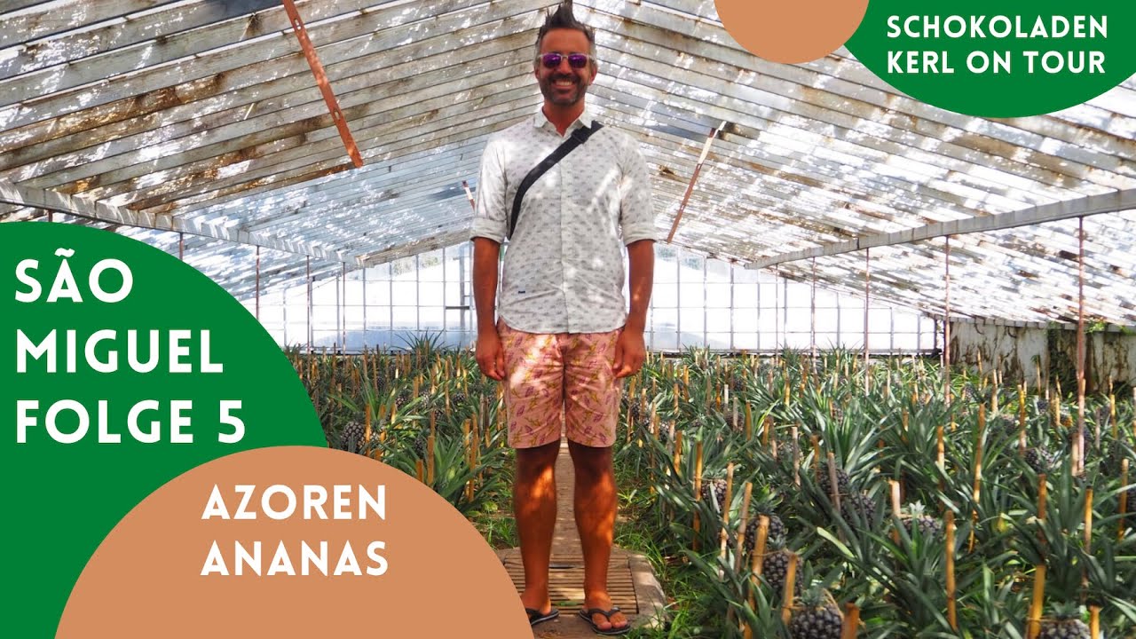 Azoren 🐄 São Miguel 🐄 5 🐄 Azoren-Ananas - Königin unter Glas