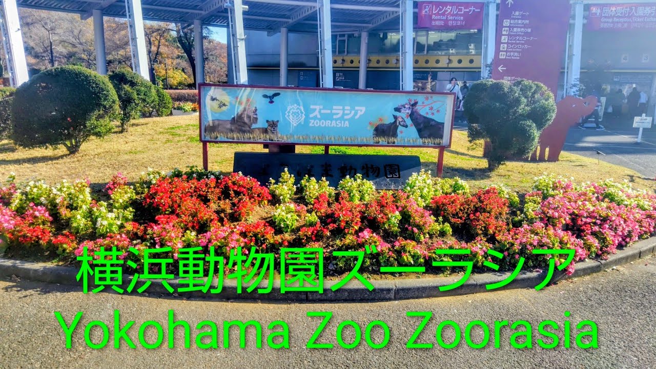 横浜動物園ズーラシア🦒🦓🦁Yokohama Zoo Zoorasia🐆🦣🦧