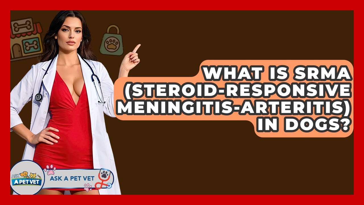 What Is SRMA (Steroid-Responsive Meningitis-Arteritis) In Dogs? - Ask A Pet Vet