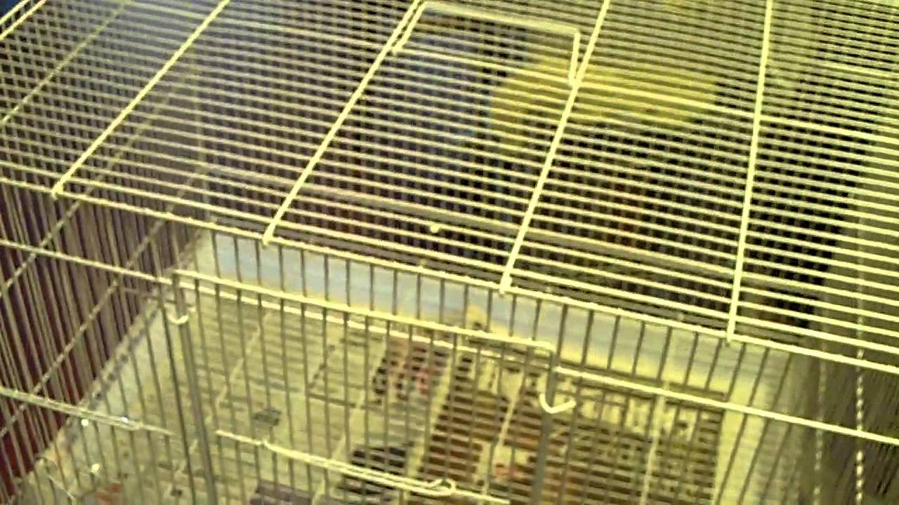Button Quail Cages :)