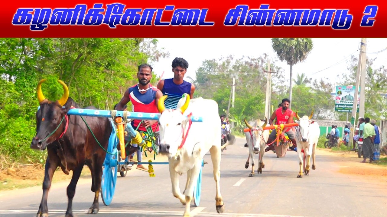 கழனிக்கோட்டை சின்னமாடு2