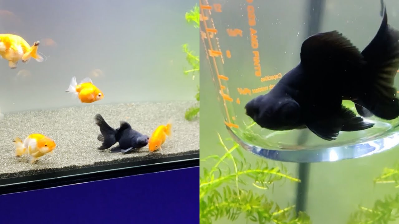 Way of Dealing with Overly Excited & Aggressive Goldfish || WooGlobe