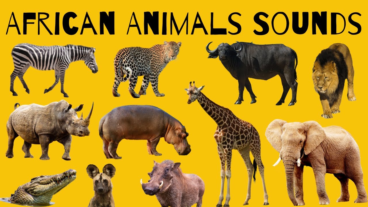 African Animal Sounds