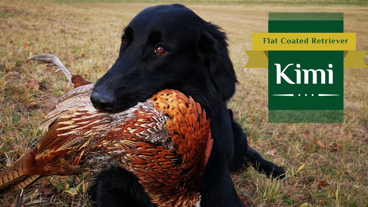 Kimi - Flat Coated Retriever | Bring Me that Pheasant, Kimi! | 4K