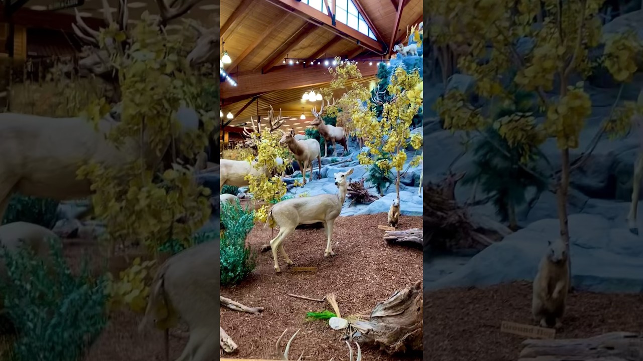 Animales disecados. En Cabela&rsquo;s