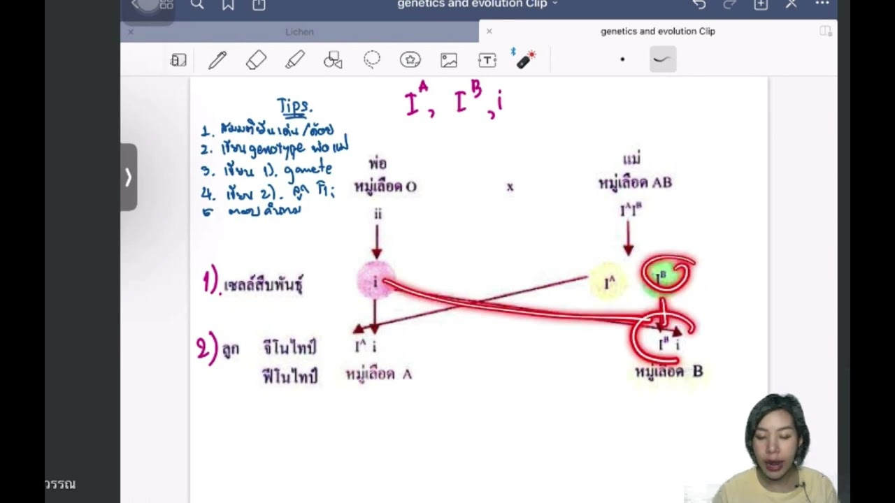EP.2 ลักษณะเด่นร่วมกันและมัลติเปิลอัลลีลของหมู่เลือด ABO (Multiple allele and codominant trait)