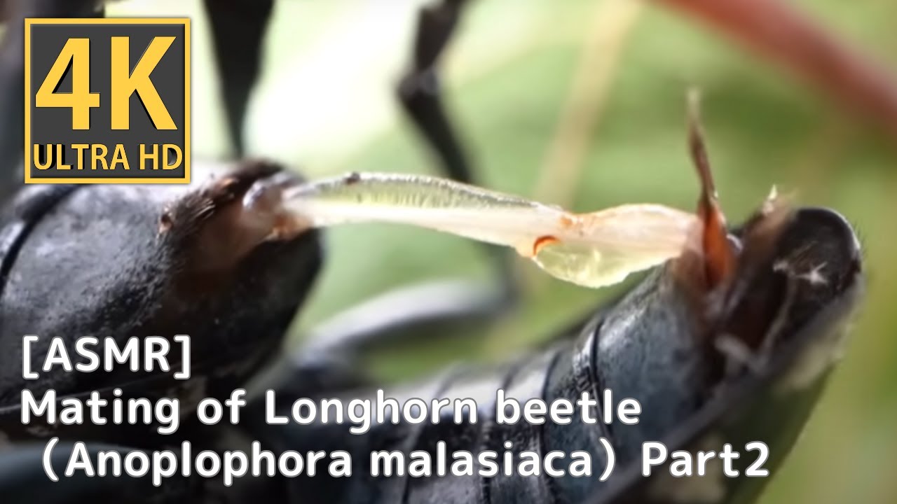 [ASMR] Mating behaviorof Longhorn beetle（Anoplophora malasiaca）(Part 2)