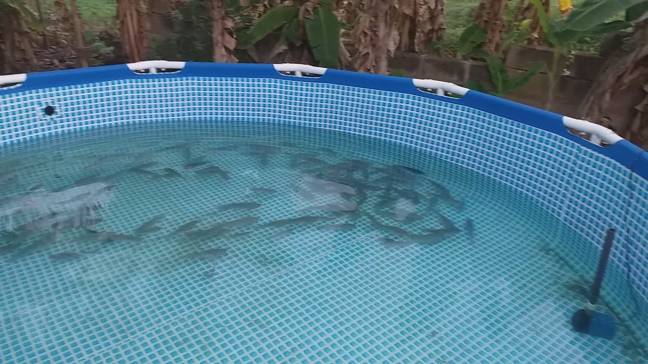 DelTin: Swimming pool converted to tilapia pond
