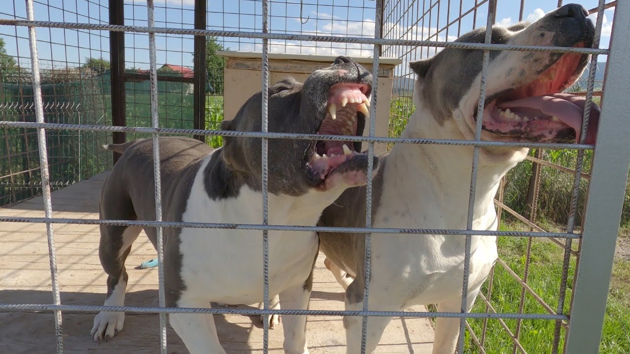 Aggressive dogs Amstaff blue  Vicovu de Sus Suceava