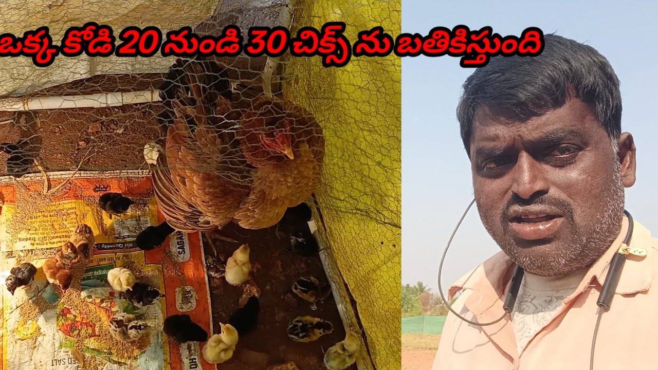 నా దగ్గర ఒక కోడి మినిమం 20 నుండి 30 చిక్స్ ను బతికిస్తుంది 