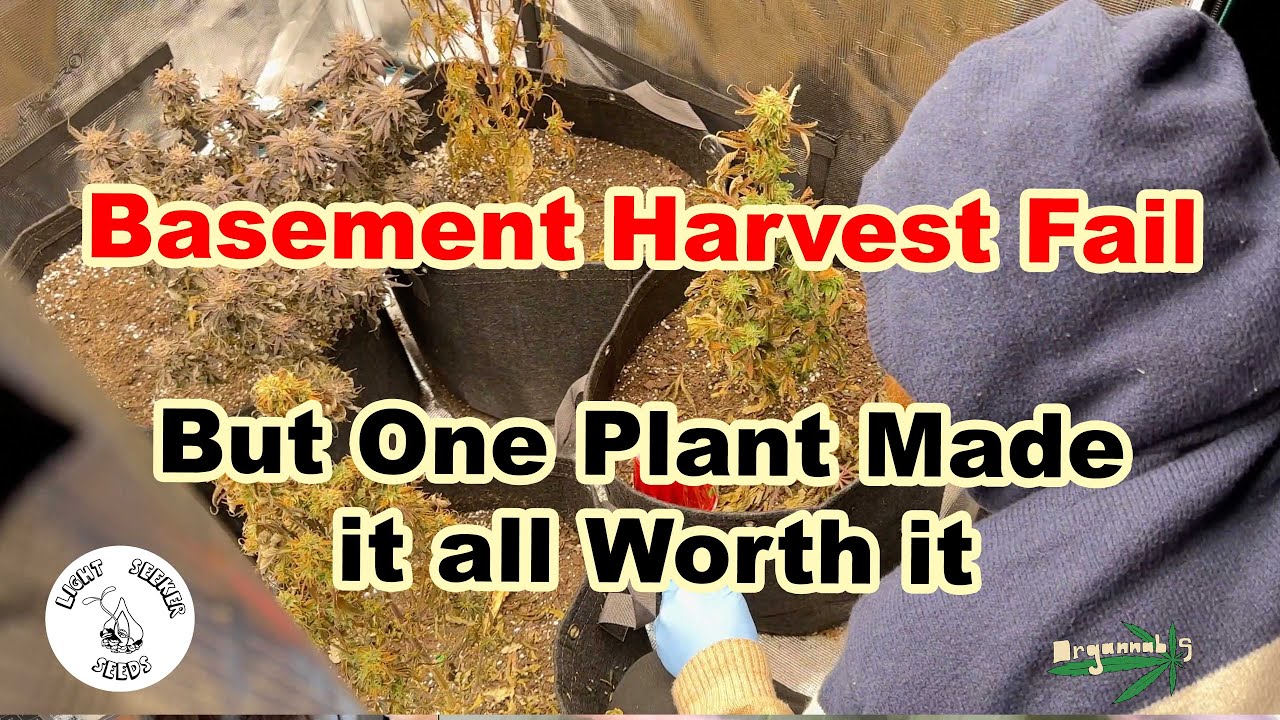 Basement Seed To Harvest Fail, But One Plant Made it all Worth it