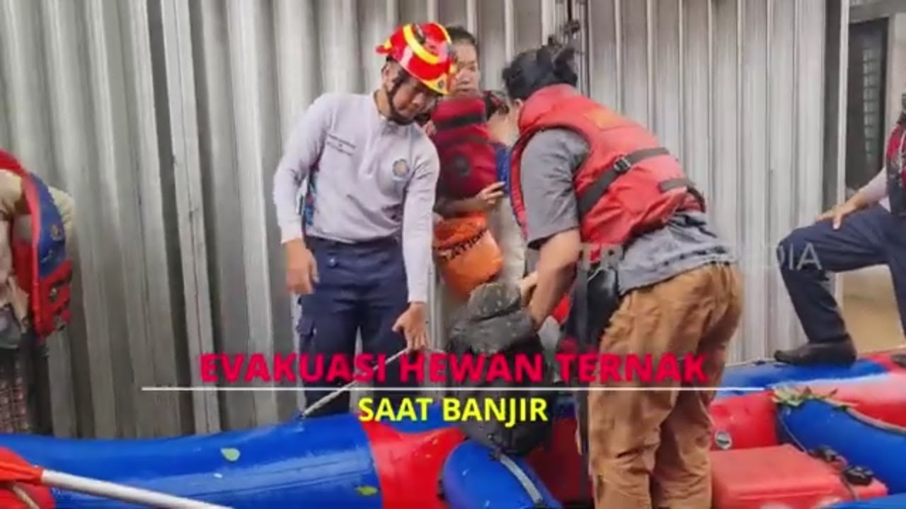 Evakuasi Hewan Ternak Saat Banjir | UJUNG-UJUNGNYA DAMKAR (07/04/25) Part 4