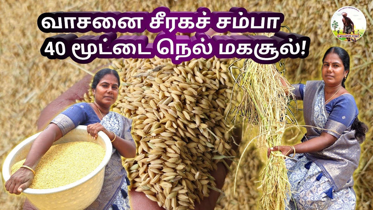 வாசனை சீரகச் சம்பா 40 மூட்டை நெல் அமோக மகசூல்! #உழவனின்ராஜா