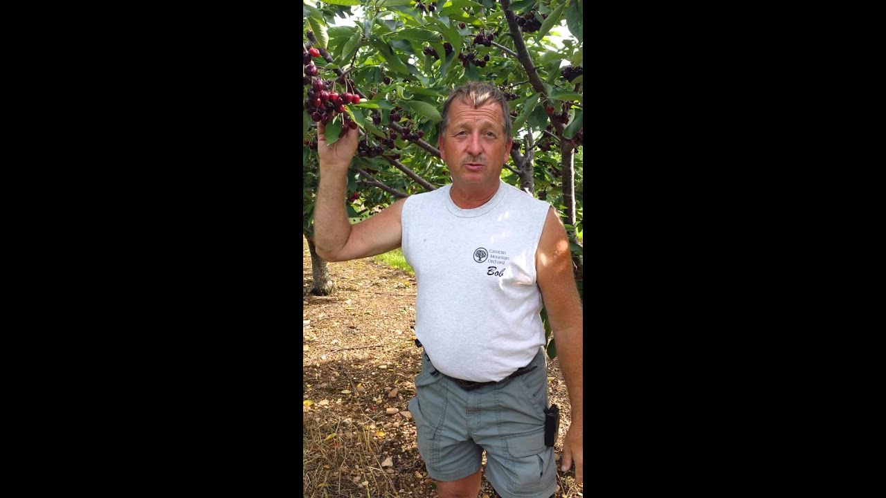 Sweet Cherries from Catoctin Mountain Orchard