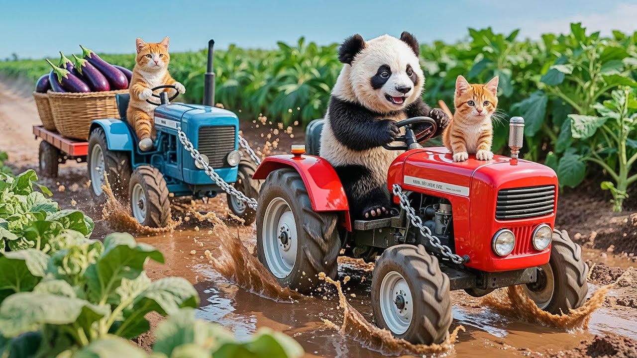 Mama Cat Harvest Eggplants Get Stuck in Mud, Kind  Panda Helps Them Out and Gets a Warm Dinner 🐱🍆🐼