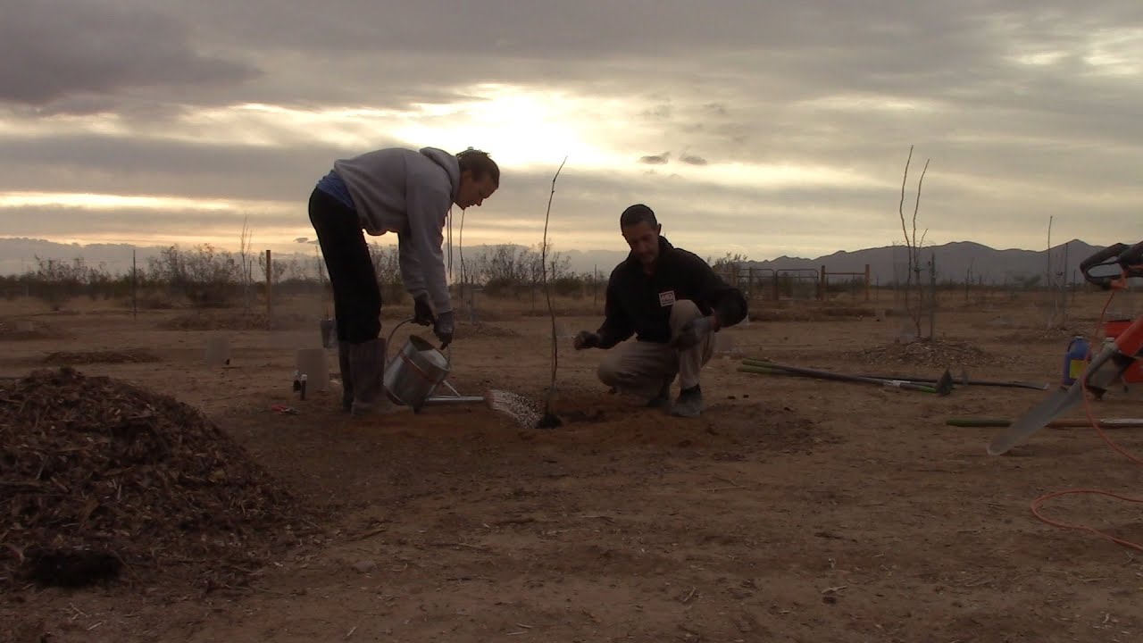 DFV | Planting Apples & Quince