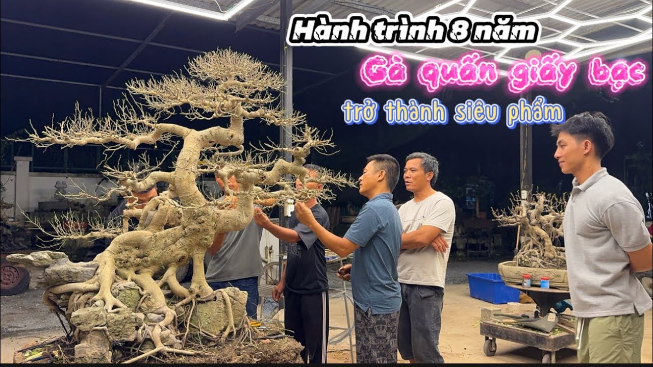 NamLe bonsai | Hành trình 8 năm tạo tác- Tác phẩm Phượng Vũ Phong Vân