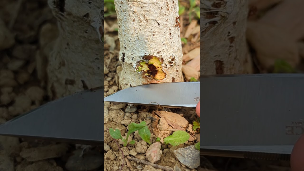 Cutting out another round headed apple tree borer larva
