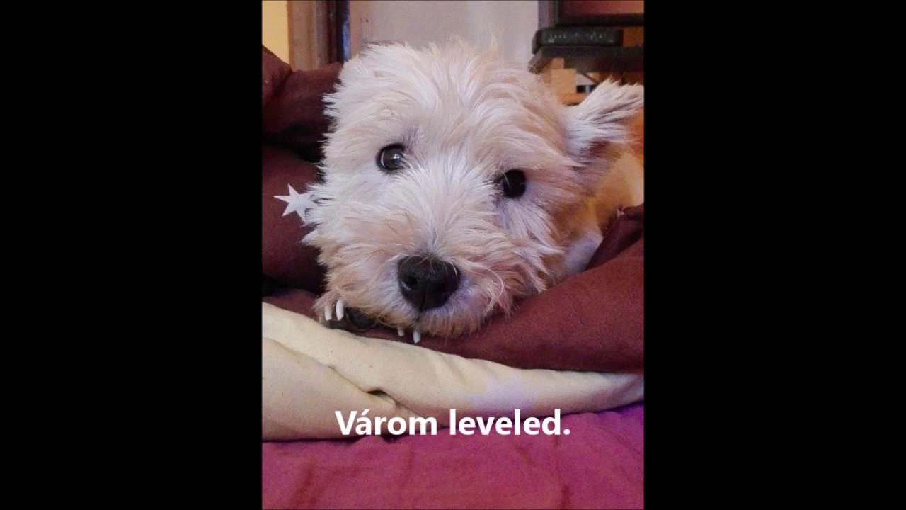 WRH Le&oacute; GAZDIT keres :)