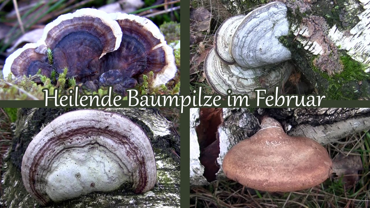 Heilende Baumpilze im Februar
