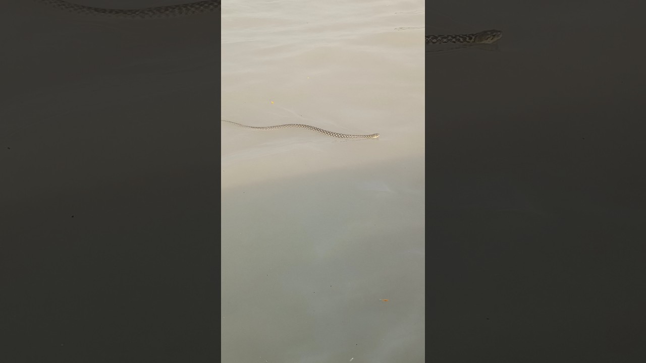 Snake 🐍🐍 Brijghat ganga ji #shorts #viral #brijghat #garhganga #ganga