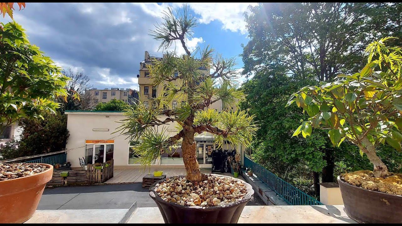 Pine bonsai tree - spring repoting