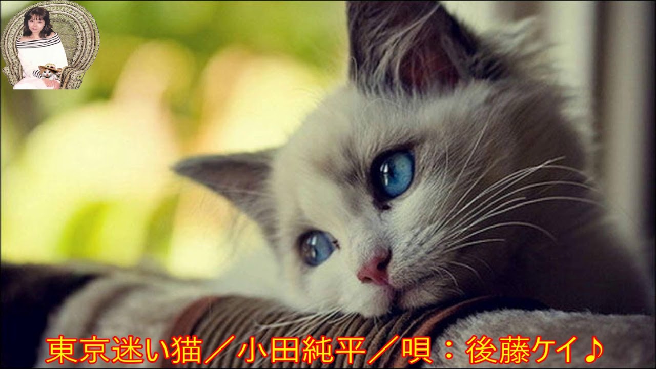 東京迷い猫／小田純平／唄：後藤ケイ♪ 1