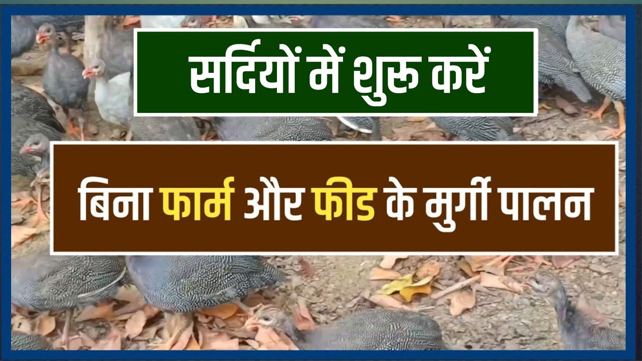 ना फार्म बनाने की झंझट ना फीड की टेंशन | low cost Poultry | Guineafowl farming 