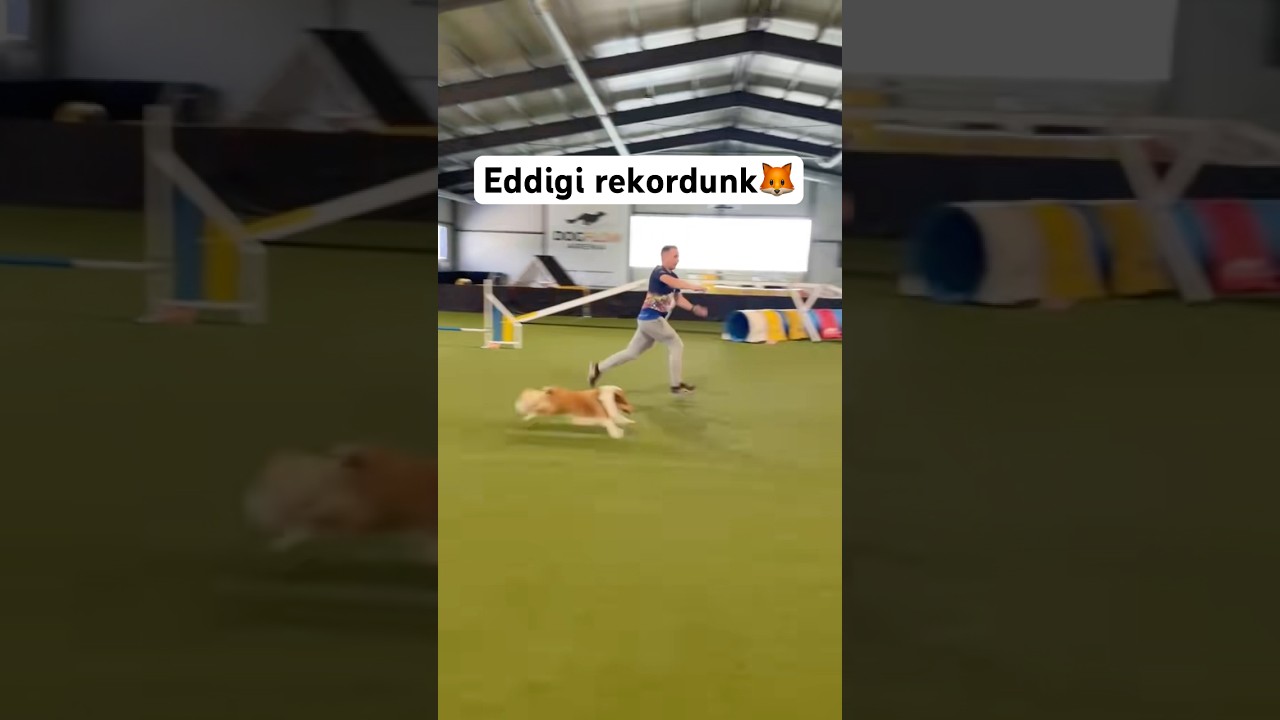 Legt&ouml;bb akad&aacute;ly amit lefutottunk eddig #dog #training #agility #shorts
