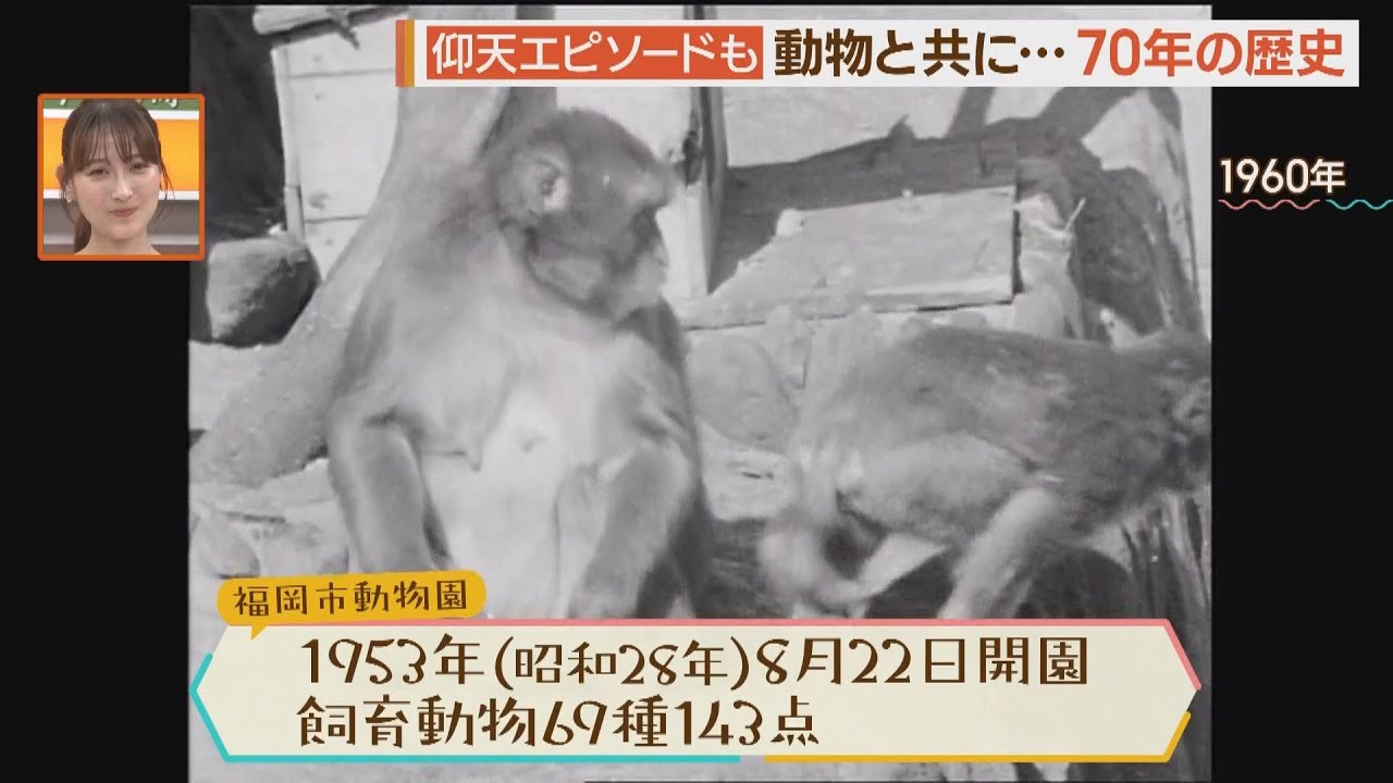 福岡にパンダ！動物が脱走も！福岡市動物園７０周年【シリタカ！】
