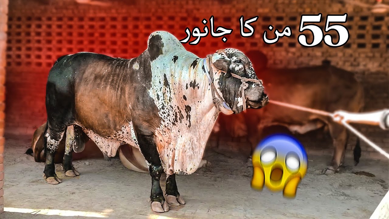 Sheikh Cattle Farm In Multan | Casual MulTani's
