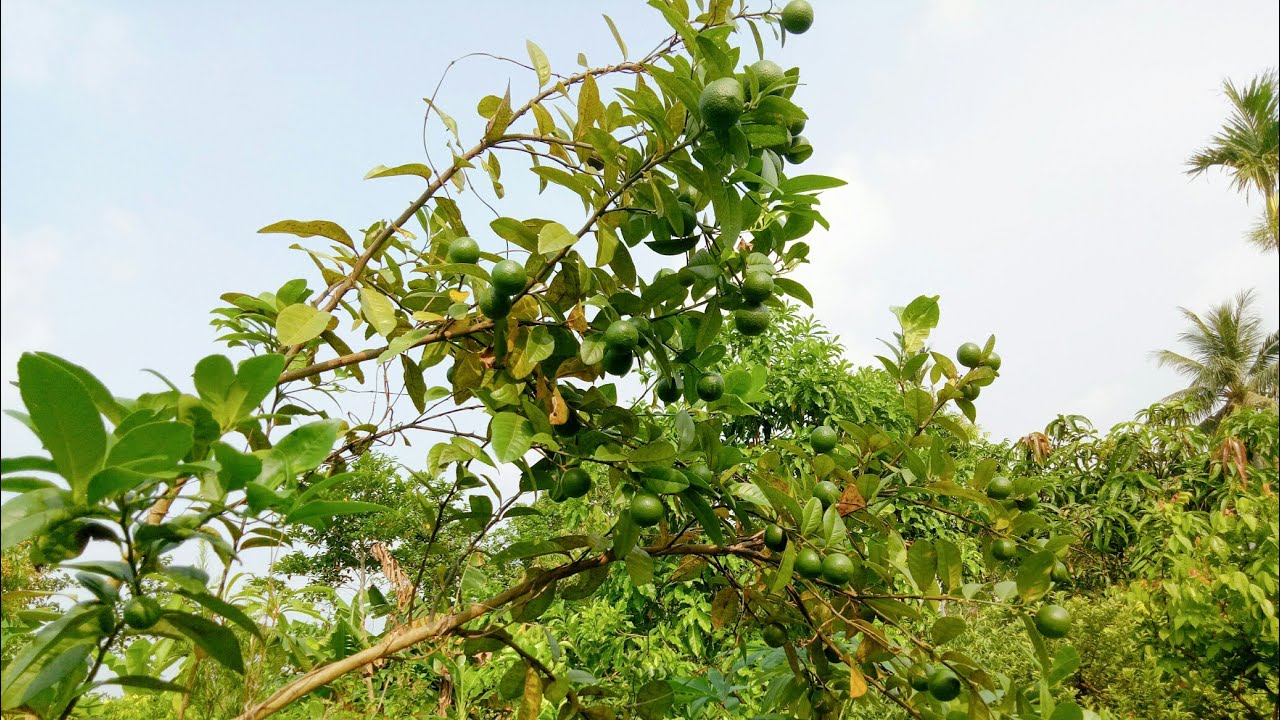 @C&acirc;y chanh si&ecirc;u quả, c&aacute;ch chiết nh&acirc;n giống c&acirc;y chanh chi tiết v&agrave; hiệu quả cao nhất !