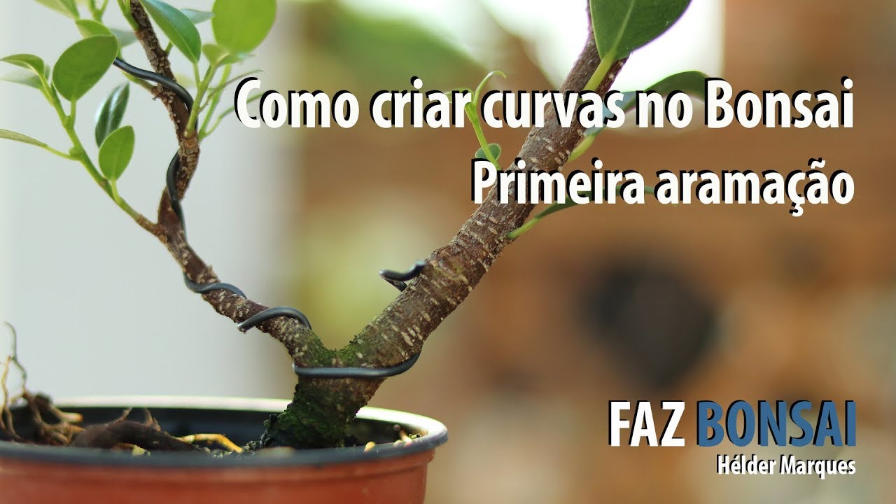 Como criar curvas no bonsai - Primeira aramação