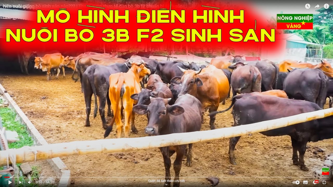 Nên nuôi giống bò sinh sản nào??? | Tham quan thực tế đàn bò 3b f2 chuẩn bị sinh sản