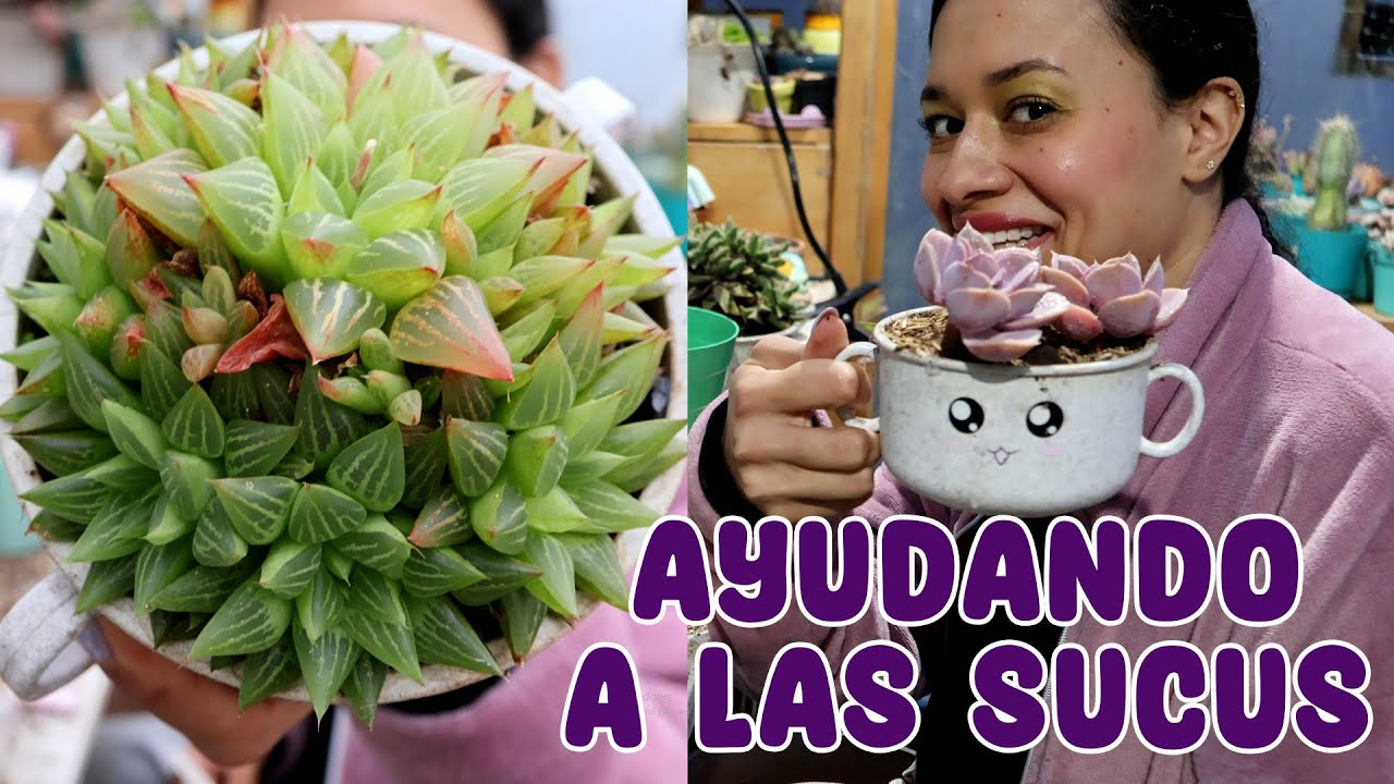50 minutos trasplantando suculentas, seguimos avanzando |Candy Bu