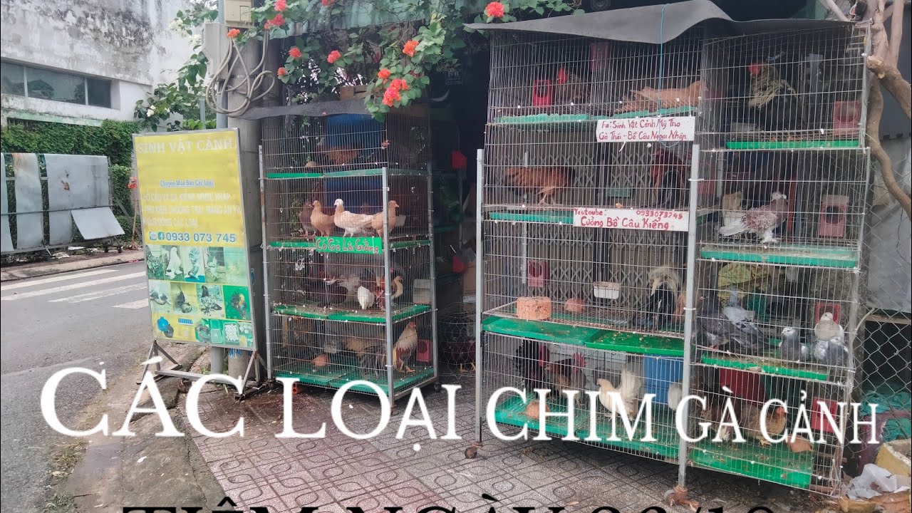 CHIM GÀ CẢNH Ở TIỆM NGÀY 26/10