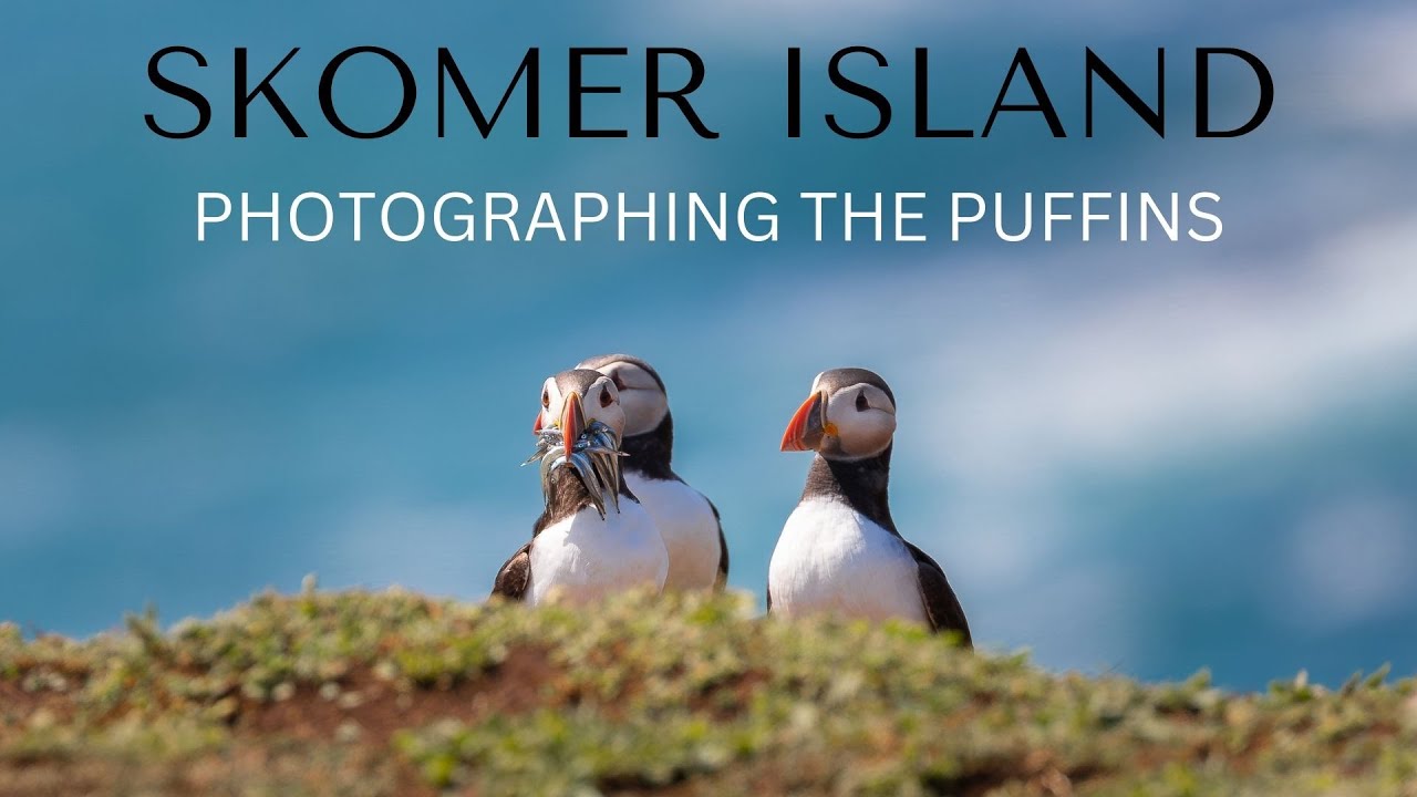 WILDLIFE PHOTOGRAPHY - PUFFINS OF SKOMER ISLAND