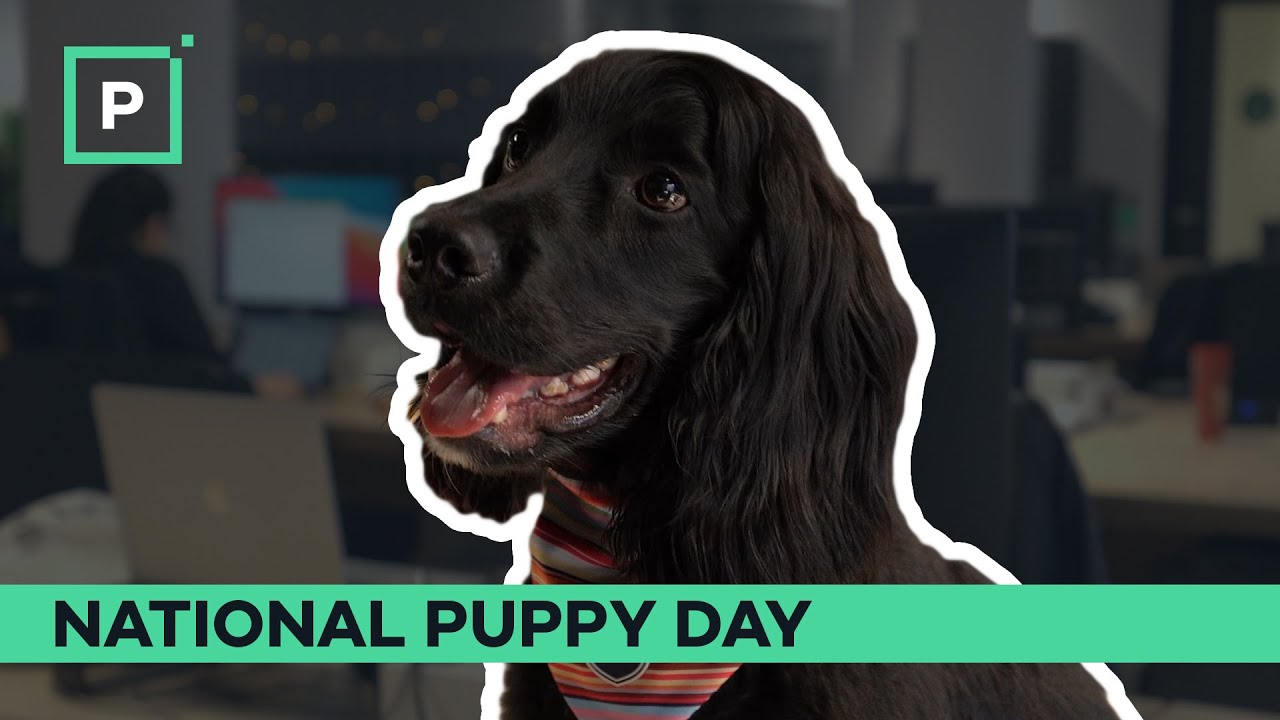 National Puppy Day | Parker