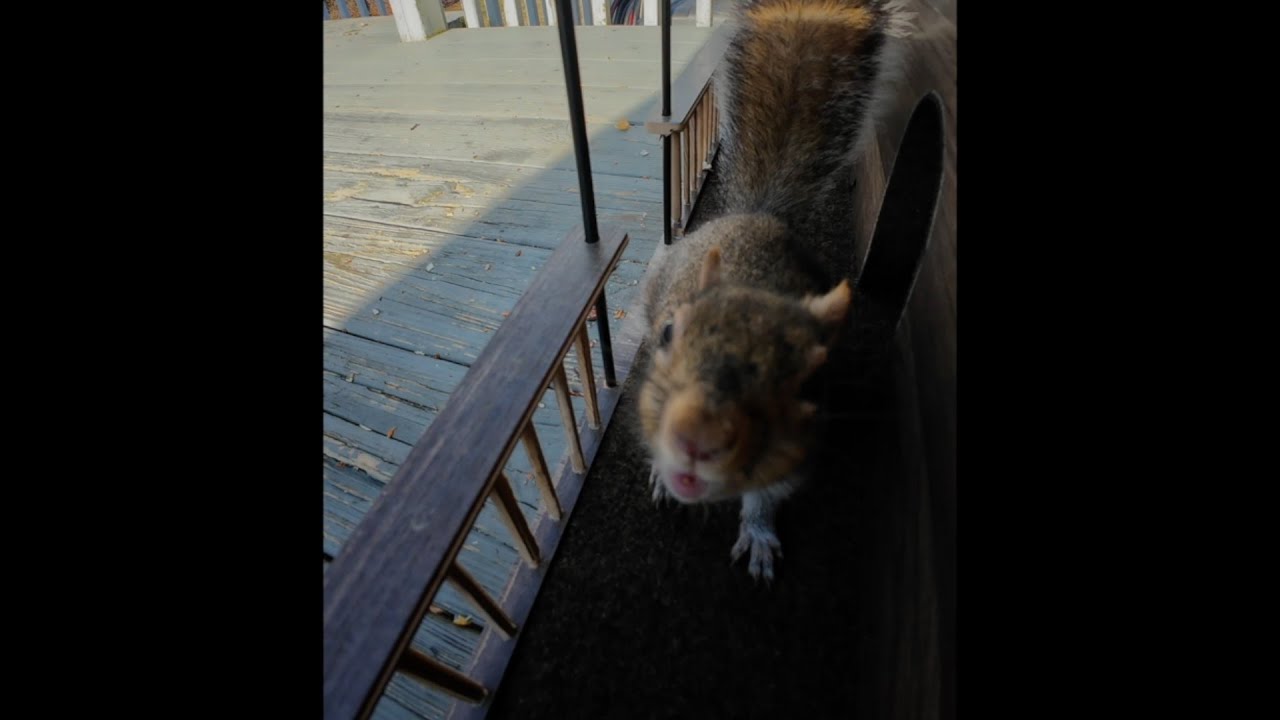 🐿️🐿️ CUTE Baby Squirrel Visits New Feeder house! (FIRST TIME)🥜🌰